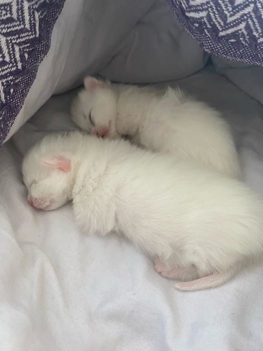 Отдам котят вместе с кошкой