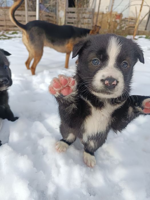 Подарявам кученца