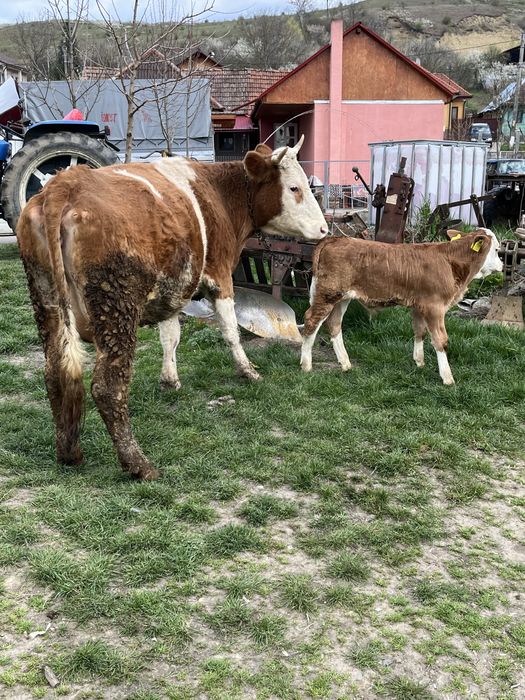 Vaca cu vitel de vanzare