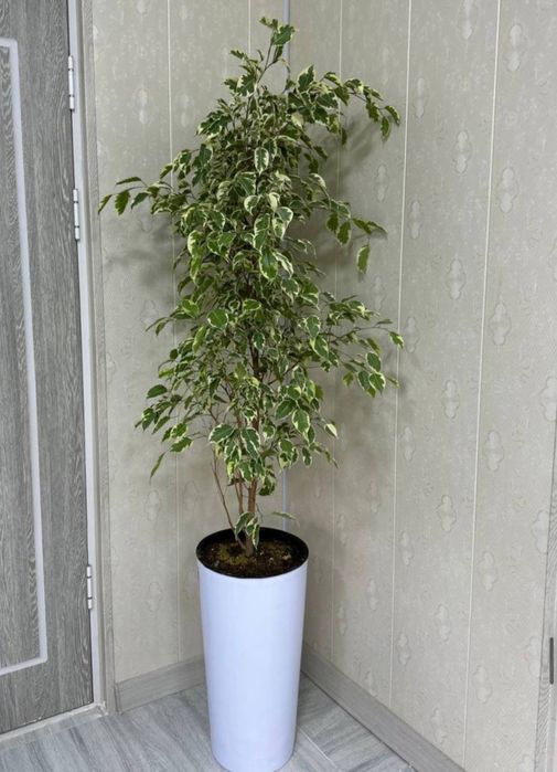 Haqiqiy porno filmlarni tomosha qiling