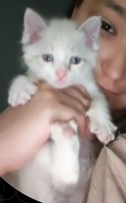 Котенок сиамский ГОЛУБОГЛАЗЫЙ уровновешанный