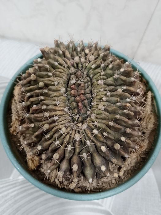 Коллекционный кактус