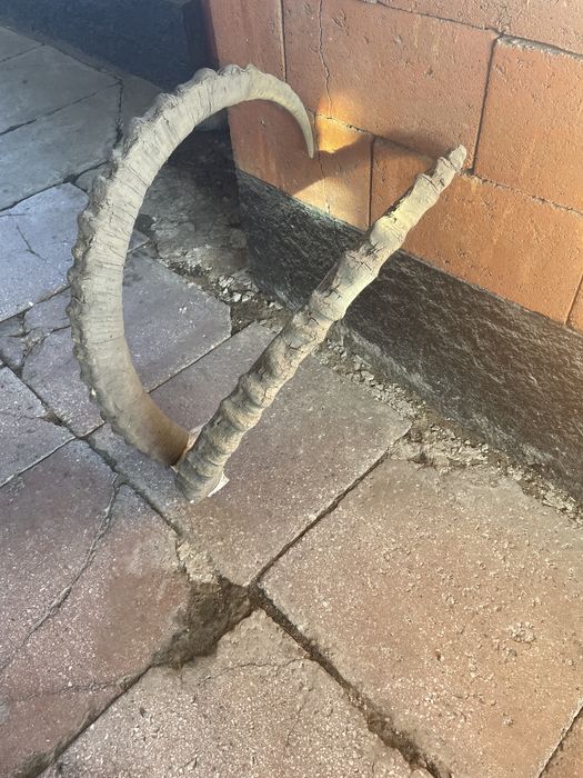 продам рога горного барана