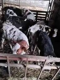 Schimb vacă românească