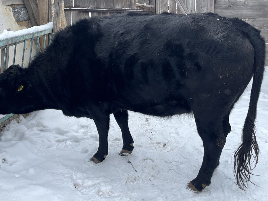 Корова 5 лет с откорма ангус