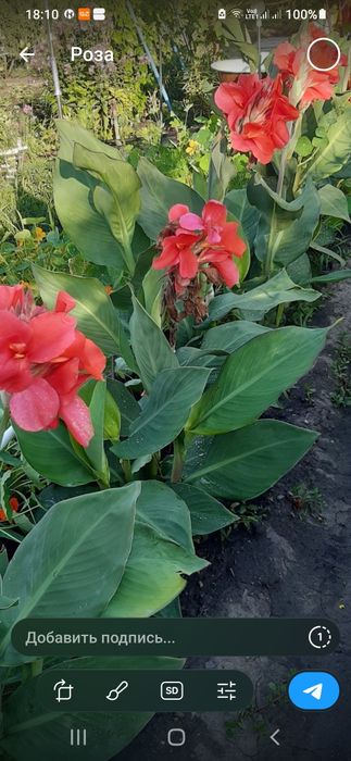 Канны садовые красные