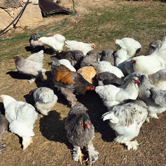 Ouă incubat găini Brahma, Vălișoara și Australorp