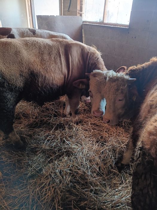 Vând taurasi de la 300 de kg până la 500 de kg. Preț 25 de lei  pe kg