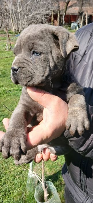 Малки сладурковци