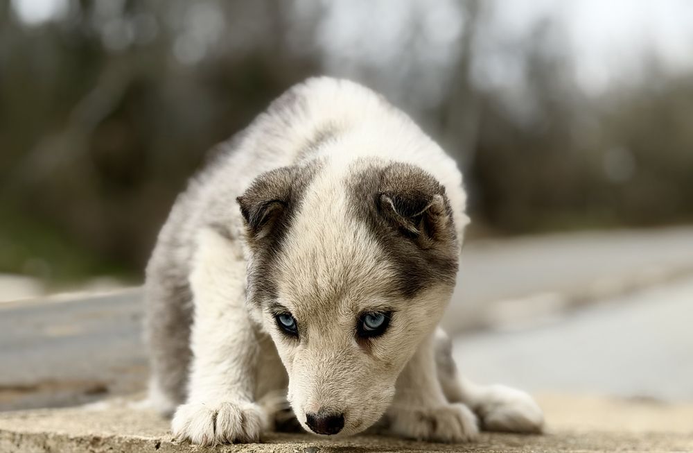 Femela husky siberian!