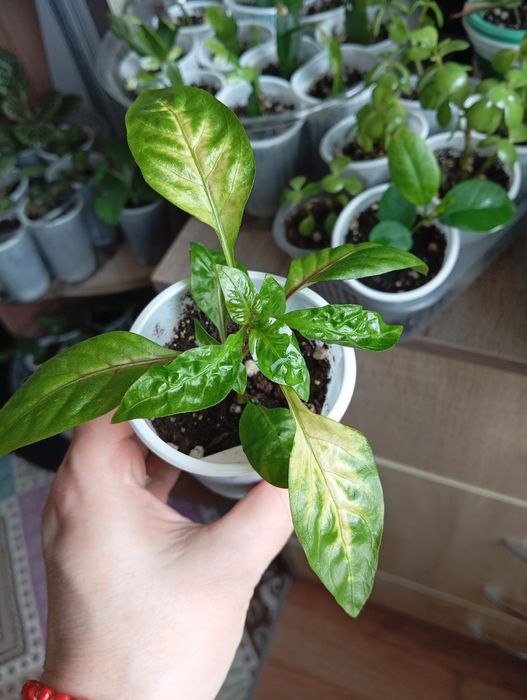 Отростки комнатных растений