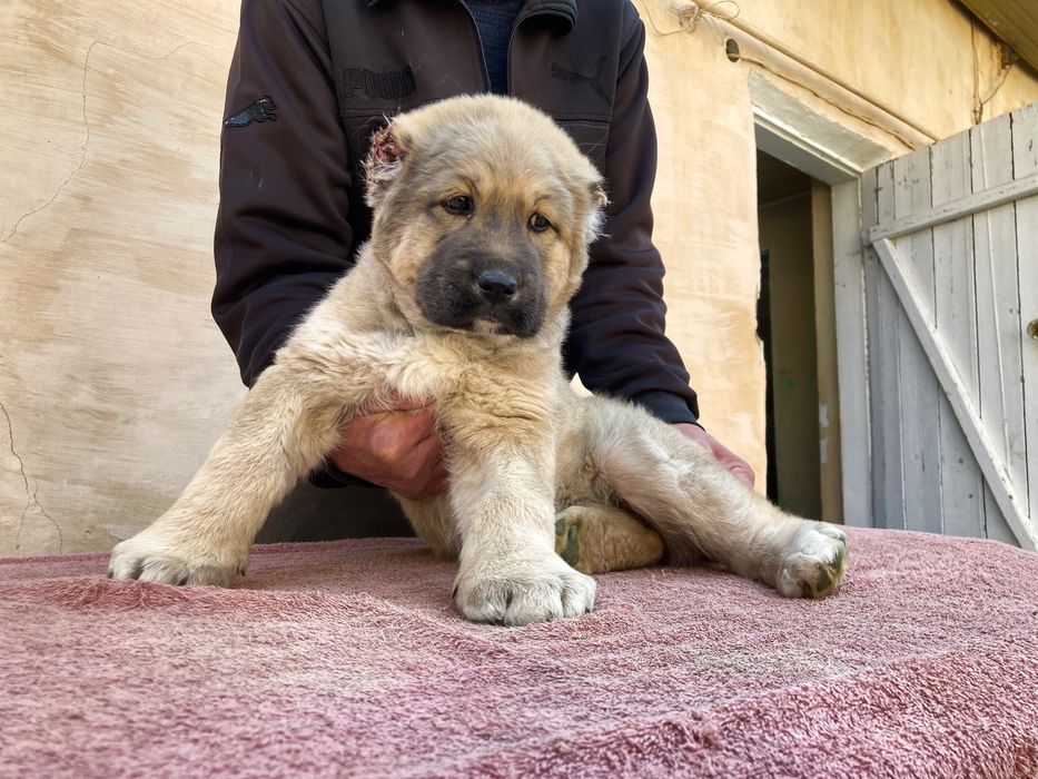 Щенок Турецкого Кангала ( девока )
