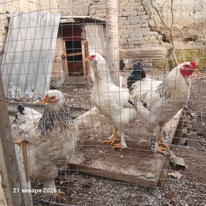 Товуклар брама..