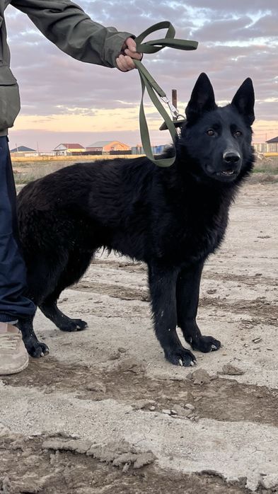 Овчарка предлагайте сумму 6/7 месяца