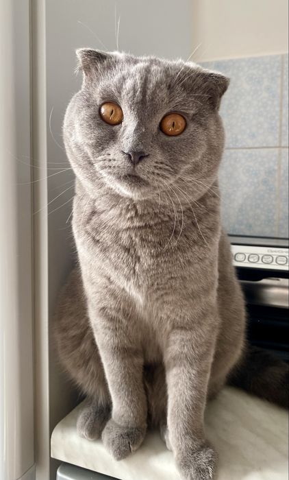 Шотладский вислоухий