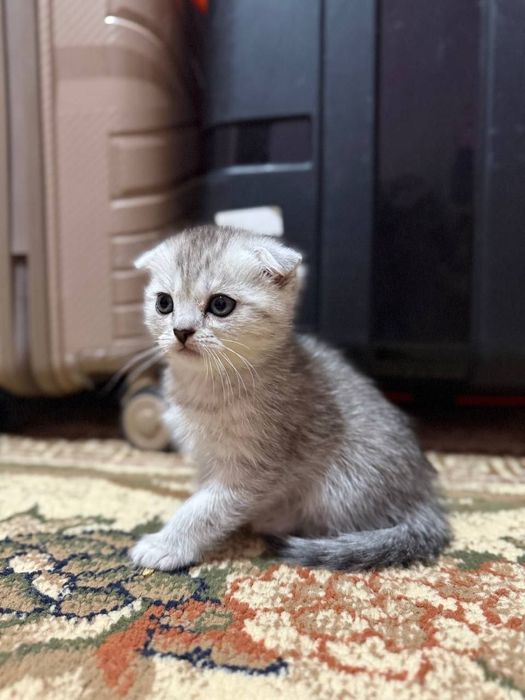 Скотиш Фолд серебристая шиншилла