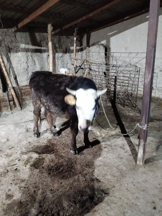 2 жасар тана сатылады