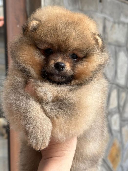 Мини Мини Померан