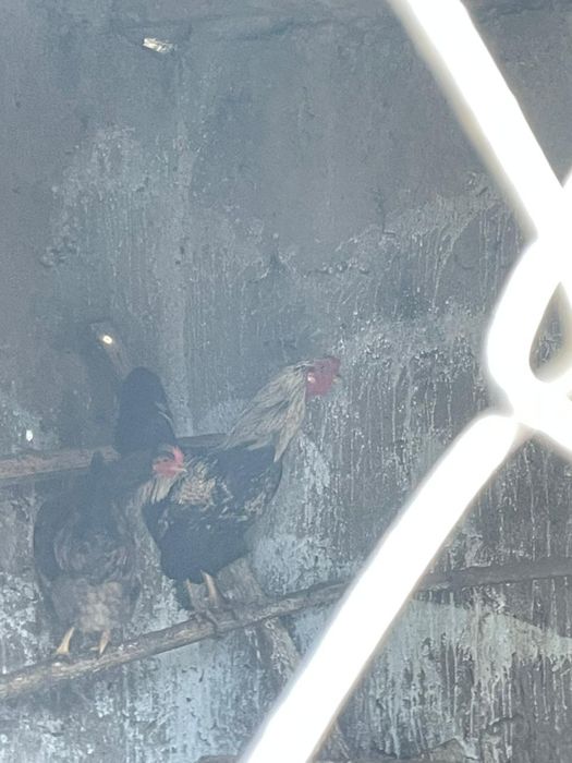 Мықты құраздар осы фото екеуі сатылады