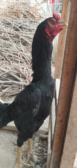 Дакан хуроз сотилади.