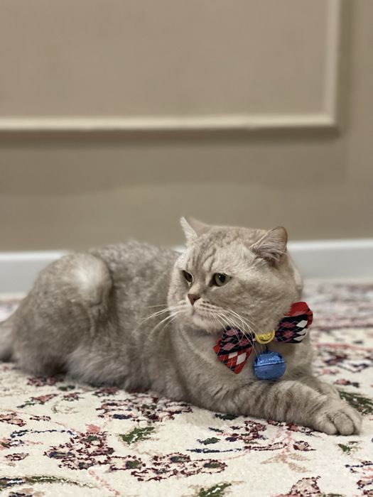 Вязка кошек. Nasl olishga mushuk. O’gil bola.Shinshila 3yosh.