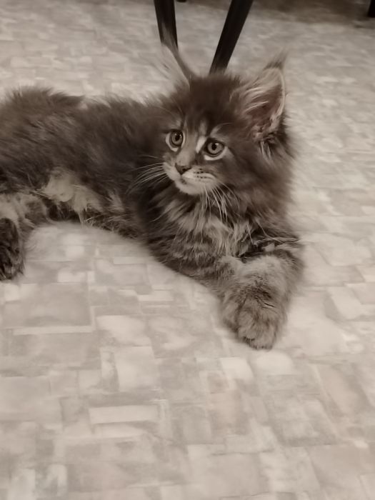 В разведение Мейн -куны