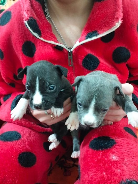 Продам Щенков Американского питбуля