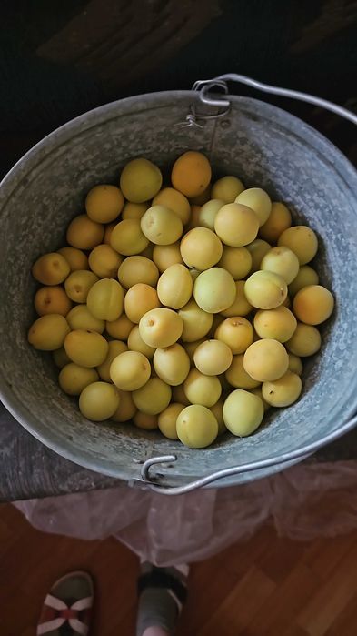 Продам Абрикос местный