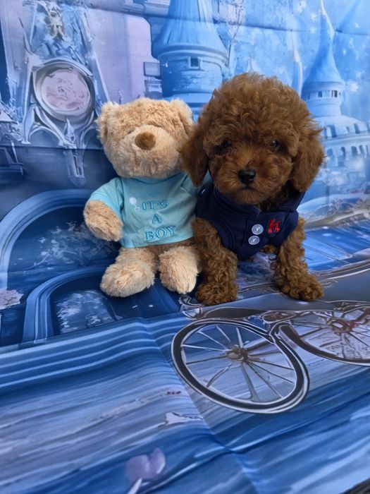 Мини пудел момче