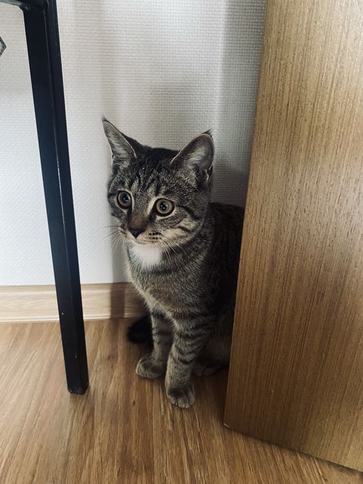 Бесплатно в доброе руки,мальчик