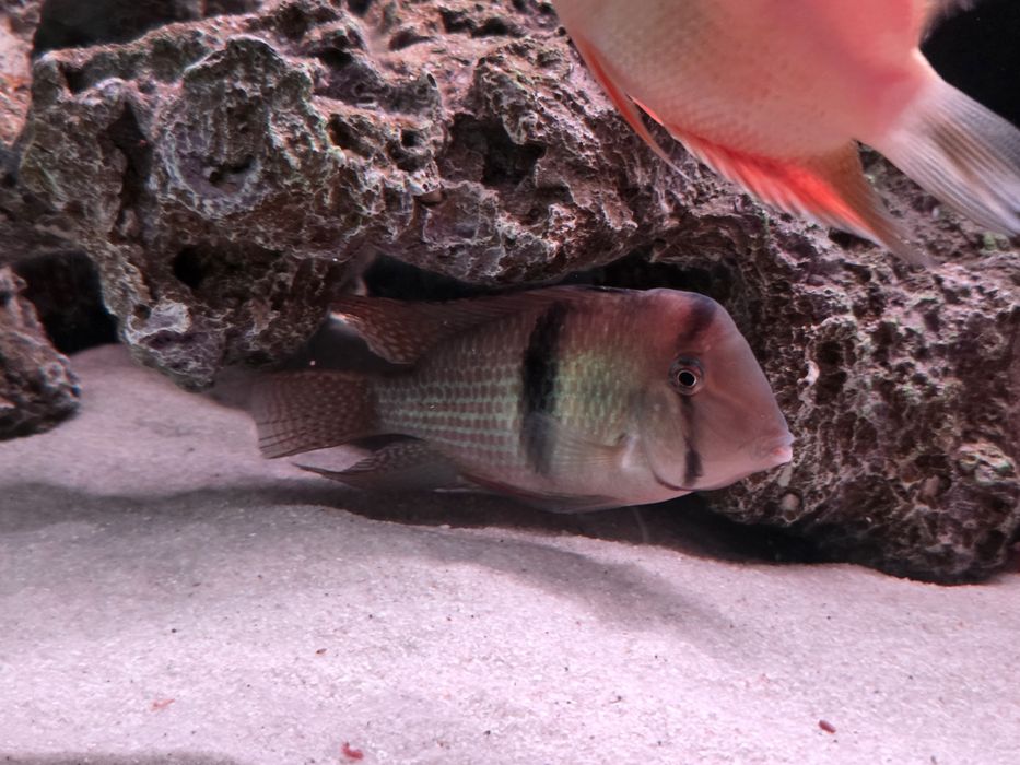 Гвинакары, рабочая пара