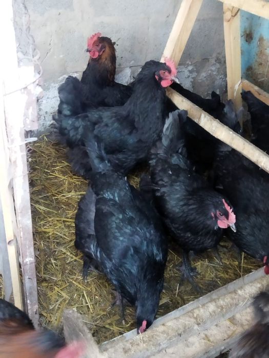 Продам куры домашние