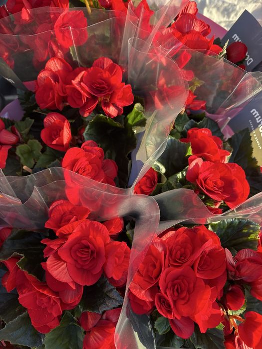 Flori naturale la preț redus