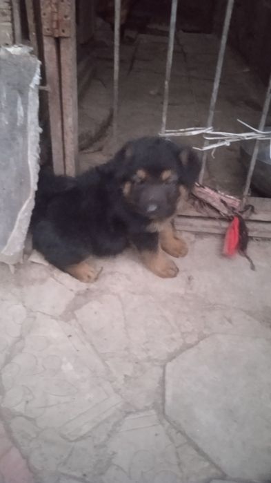 Продам щенков овчарки