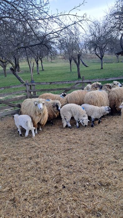 Oi si Mioare de vanzare