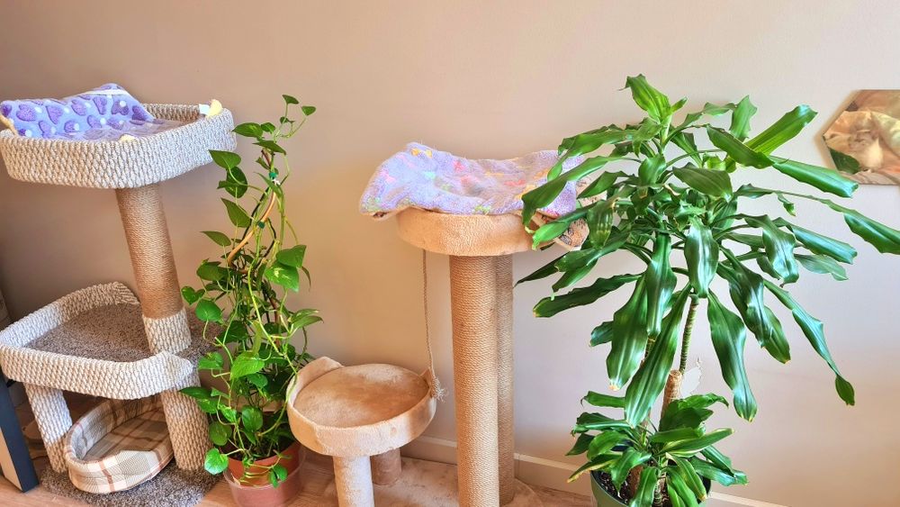 Срочная продажа растений