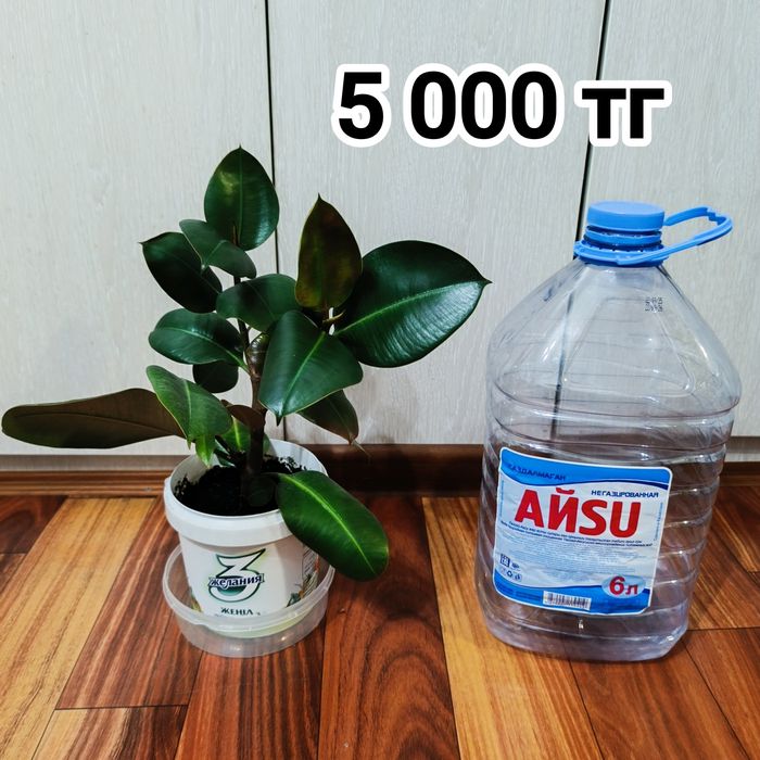 Комнатные растения -Фикус