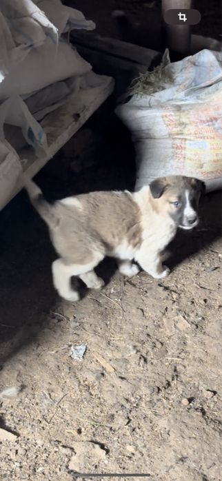 Ұрғашы төбет күшік сатылады