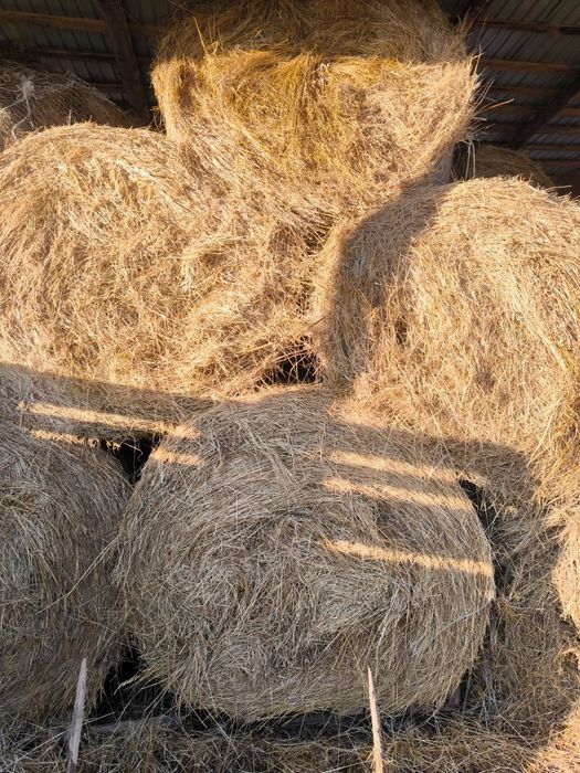 Vand baloti de lucerna si fan