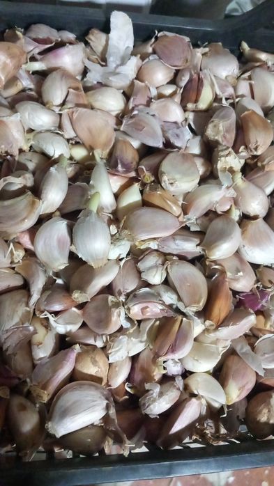 Usturoi pentru preparate și pus în pământ