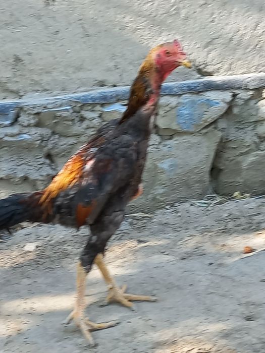 Срочно сотилади хўрозча