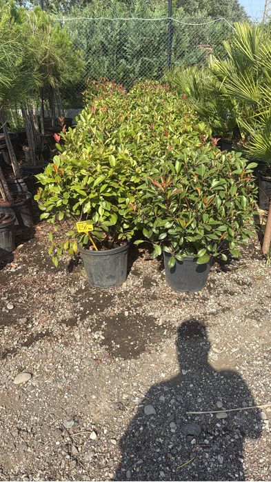 Diverse plante ornsmentale