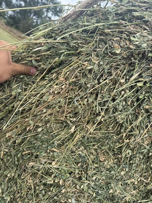 Baloti lucerna 2026