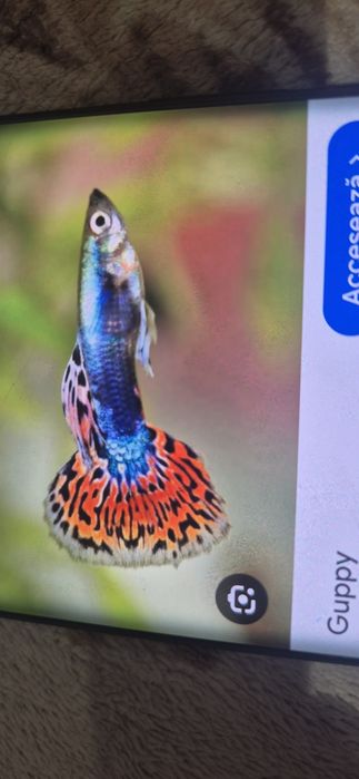 Pesti acvariu guppy