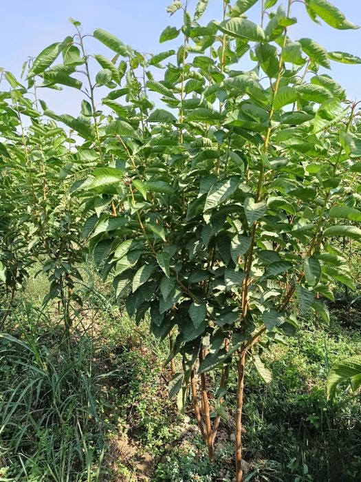 Саженцы все виды