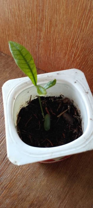 Синсепалум экзот.Магический фрукт.