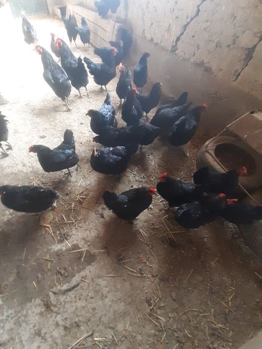 Qora shaxzoda tuxumlar bostirishga va inkubatorga zakaz olamiz