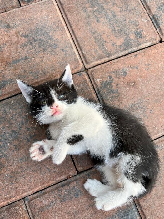 Отдам котят в добрые руки