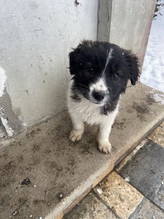 Cateluse  pentru adoptie