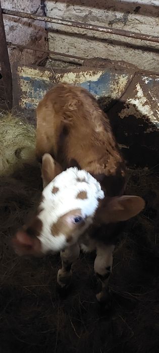 Продам телёнка бычок